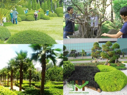 10 dịch vụ chăm sóc cây xanh, cảnh quan chuyên nghiệp nhất tại hà nội