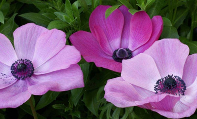 15  loài hoa lãng mạn gắn liền với tình yêu