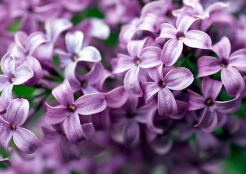 10 loài hoa màu tím đẹp nhất