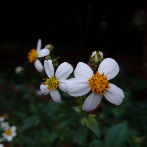 15 hình ảnh đẹp nhất về hoa