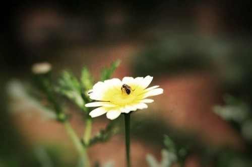 15 hình ảnh đẹp nhất về hoa