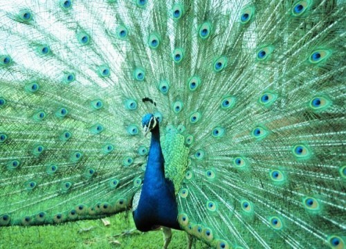 10 Loài chim đẹp nhất trên thế giới