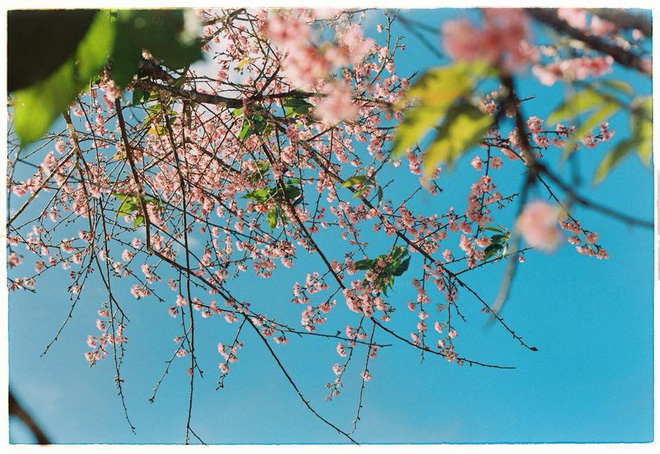 Lên Đà Lạt mùa này tuyệt như đi Nhật, có mai anh đào nở rộ rực hồng, trời lại rất xanh trong