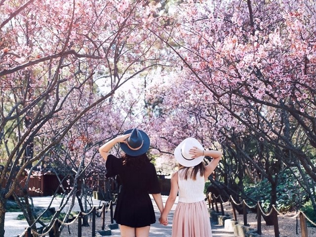 Đi Đà Lạt, check-in “bão like” ở Lễ hội hoa anh đào rực hồng cả mùa xuân này!