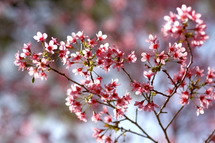 du lịch đà lạt, điểm đến, đi đà lạt, check-in “bão like” ở lễ hội hoa anh đào rực hồng cả mùa xuân này!