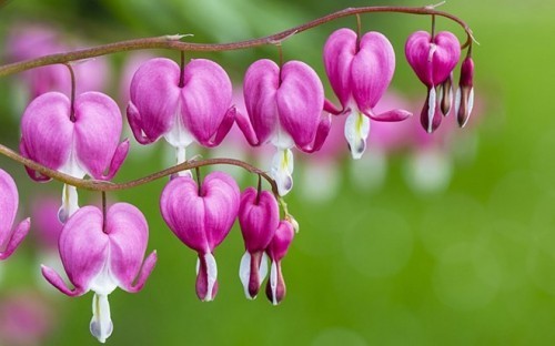 9 loài hoa có hình dáng lạ kì nhất thế giới