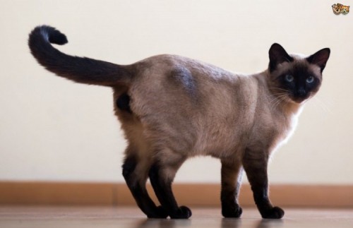 10 giống mèo nhỏ nhất thế giới