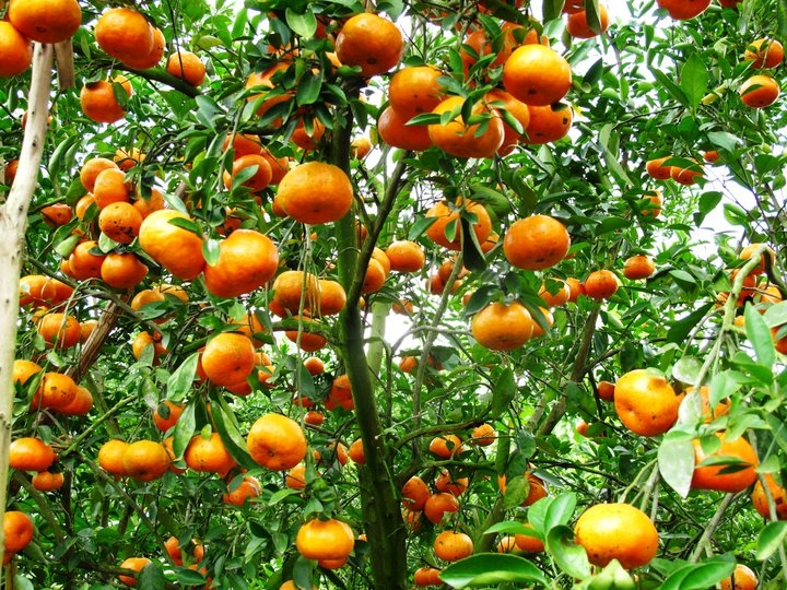 7  cây ăn quả nổi tiếng nhất của lạng sơn