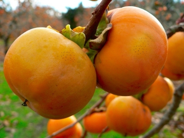 7  cây ăn quả nổi tiếng nhất của lạng sơn