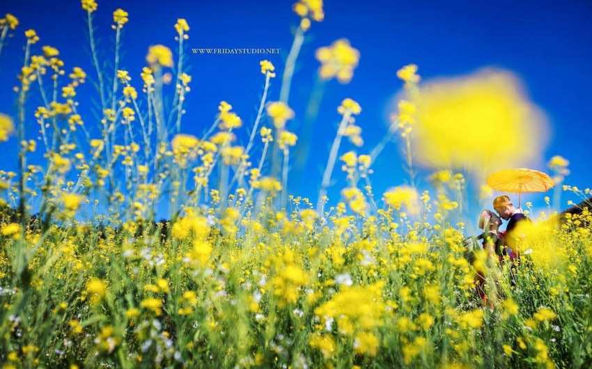 cánh đồng hoa, điểm đến, hoa hướng dương, chẳng cần đi đâu xa, cuối năm vẫn “rực rỡ” với những cánh đồng hoa sát xịt hà nội này!