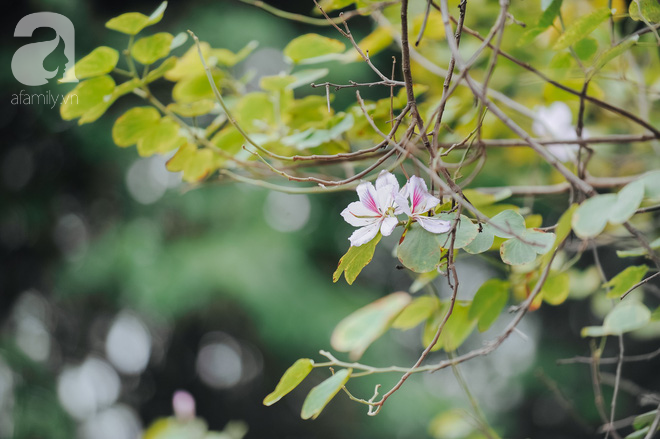 17 ngày nữa là hết năm, người Hà Nội ngỡ ngàng bắt gặp hoa ban trái mùa khoe sắc trong giá rét