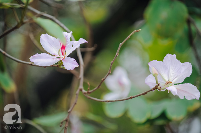 17 ngày nữa là hết năm, người hà nội ngỡ ngàng bắt gặp hoa ban trái mùa khoe sắc trong giá rét