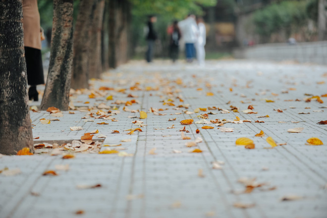 17 ngày nữa là hết năm, người hà nội ngỡ ngàng bắt gặp hoa ban trái mùa khoe sắc trong giá rét