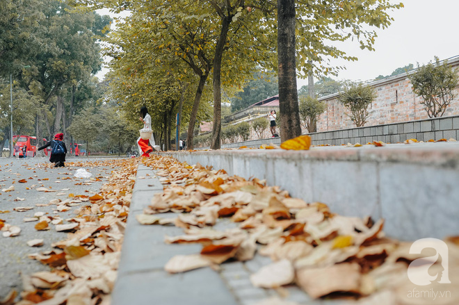 17 ngày nữa là hết năm, người hà nội ngỡ ngàng bắt gặp hoa ban trái mùa khoe sắc trong giá rét