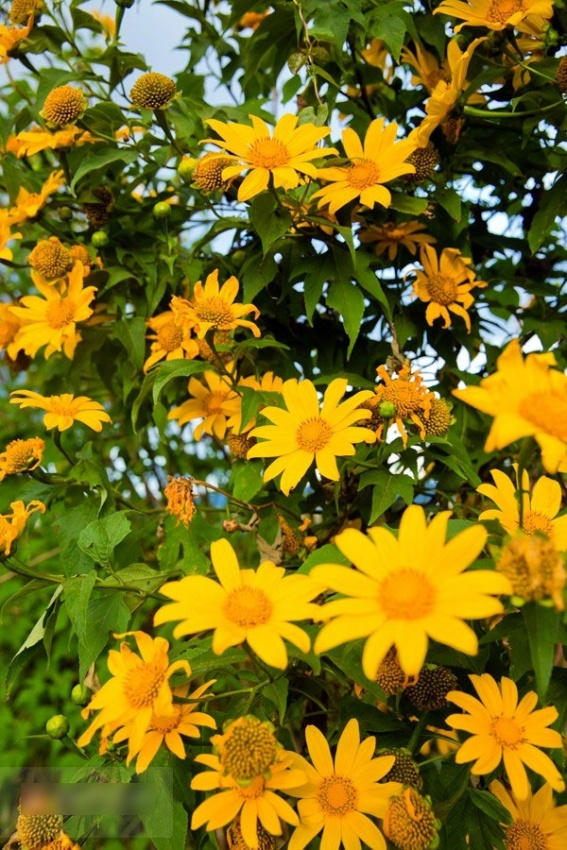 hoa cải vàng, hoa dã quỳ, hoa hướng dương, nao lòng những sắc hoa vàng rực rỡ sưởi ấm ngày đông