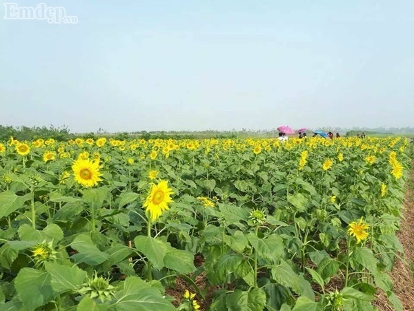 Say đắm vườn hoa hướng dương vàng rực ngay gần Hà Nội