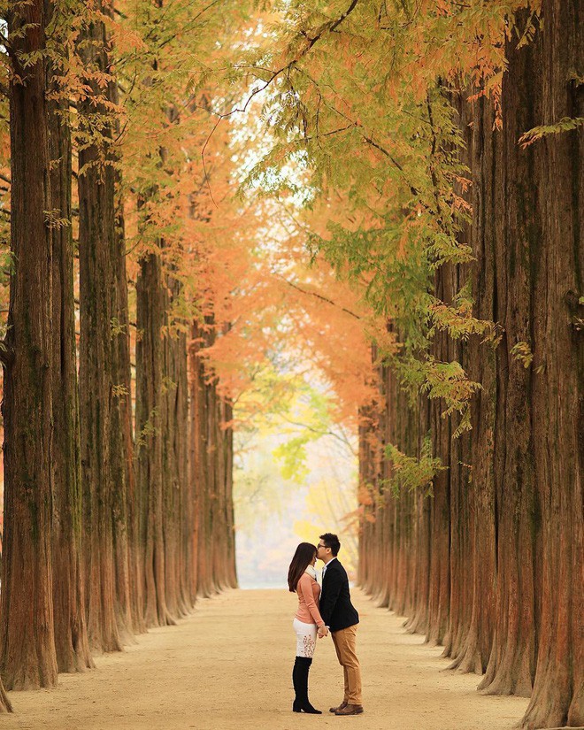 điểm đến, những điểm chụp ảnh cưới đẹp lung linh cho người mê lá vàng, lá đỏ