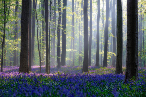 15 bosques mágicamente hermosos como salidos de un cuento de hadas