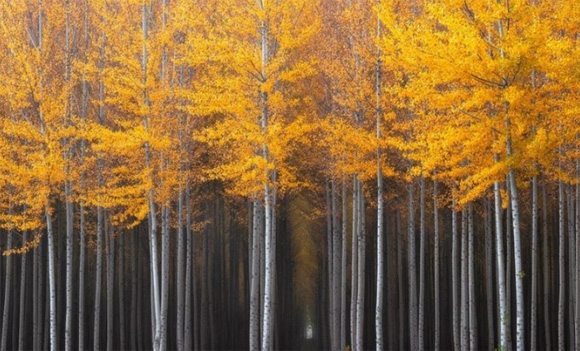 15 bosques mágicamente hermosos como salidos de un cuento de hadas