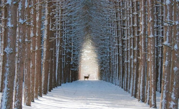 15 bosques mágicamente hermosos como salidos de un cuento de hadas