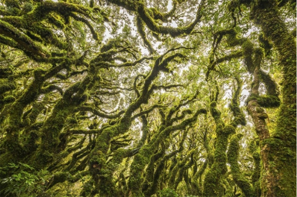 15 bosques mágicamente hermosos como salidos de un cuento de hadas