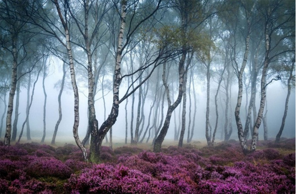 15 bosques mágicamente hermosos como salidos de un cuento de hadas