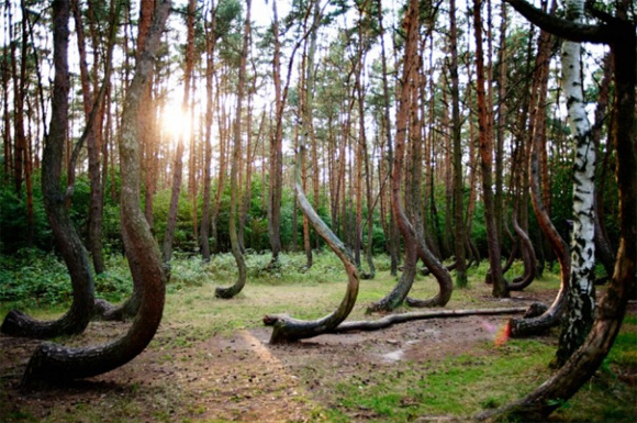 15 bosques mágicamente hermosos como salidos de un cuento de hadas