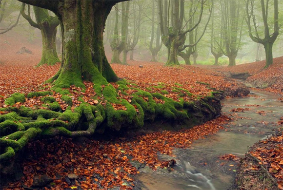 15 bosques mágicamente hermosos como salidos de un cuento de hadas