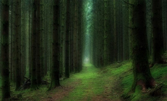 15 khu rừng đẹp diệu kỳ như bước ra từ trong cổ tích
