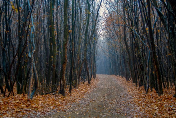 15 bosques mágicamente hermosos como salidos de un cuento de hadas