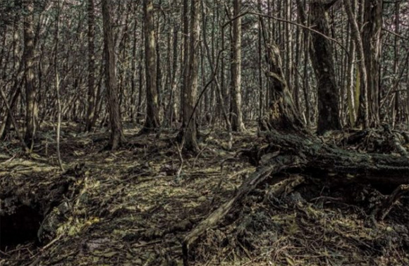 15 bosques mágicamente hermosos como salidos de un cuento de hadas