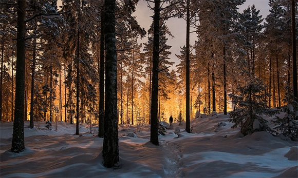 15 bosques mágicamente hermosos como salidos de un cuento de hadas