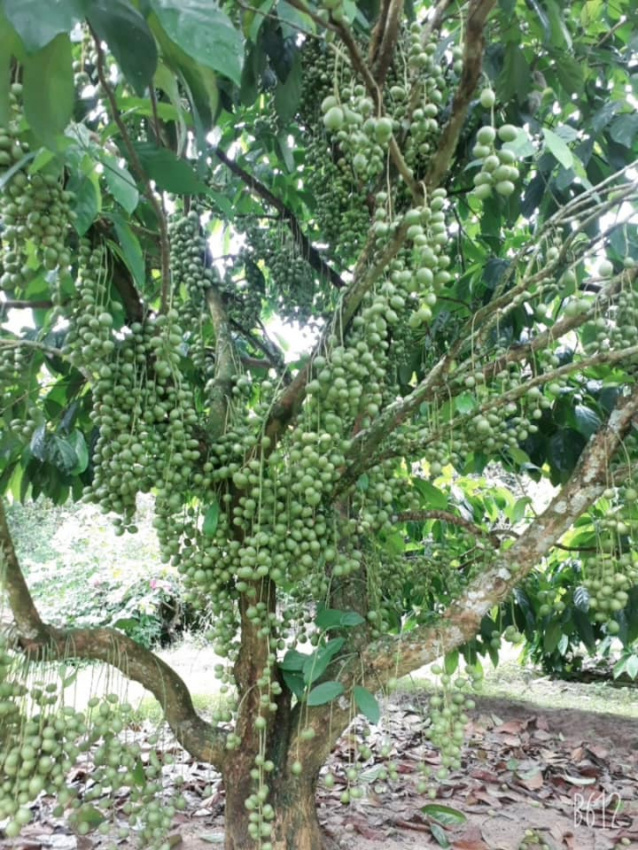 6  Vườn trái cây hấp dẫn ở Tây Ninh