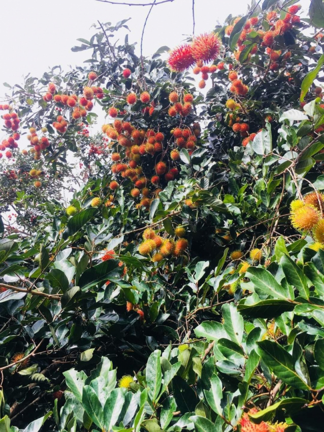 6  vườn trái cây hấp dẫn ở tây ninh