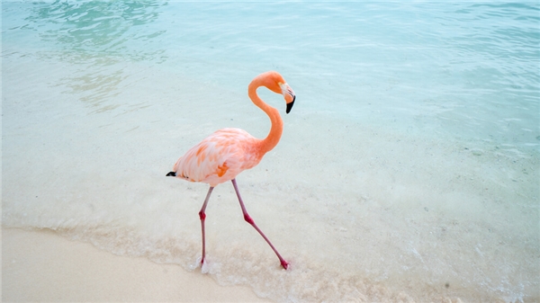 bển caribbean, biển flamingo, chim hồng hạc, điểm đến, bãi biển được ví như thiên đường vì hàng trăm con hồng hạc xinh xắn