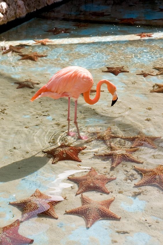 bển caribbean, biển flamingo, chim hồng hạc, điểm đến, bãi biển được ví như thiên đường vì hàng trăm con hồng hạc xinh xắn