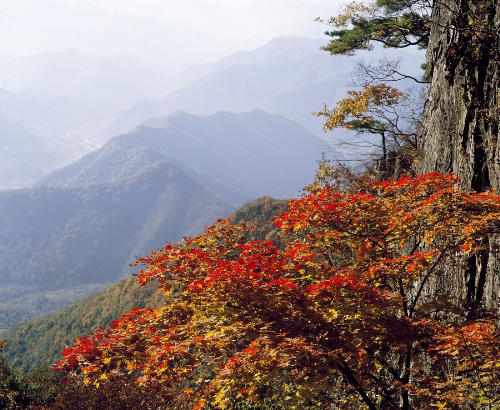 Chiêm ngưỡng vẻ lãng mạn mùa thu Hàn Quốc