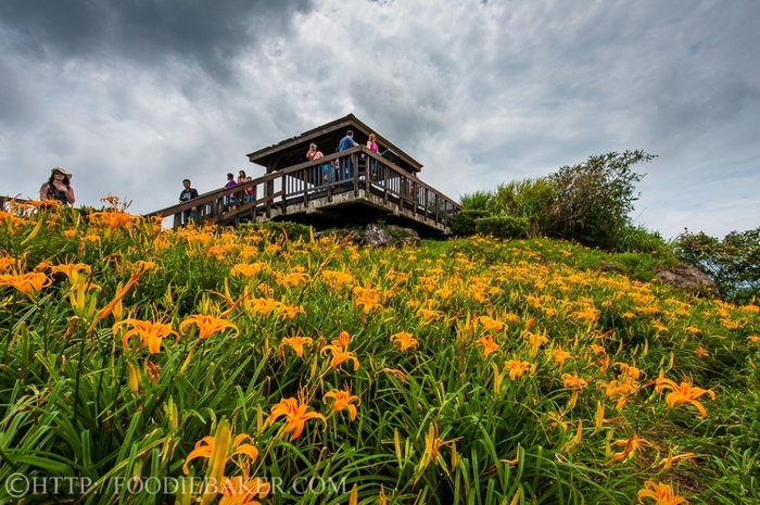 liushidan mountain, thu đến đài loan chiêm ngưỡng hoa lily phủ tràn ngập núi