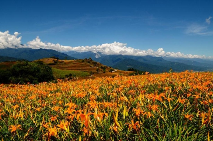 liushidan mountain, thu đến đài loan chiêm ngưỡng hoa lily phủ tràn ngập núi