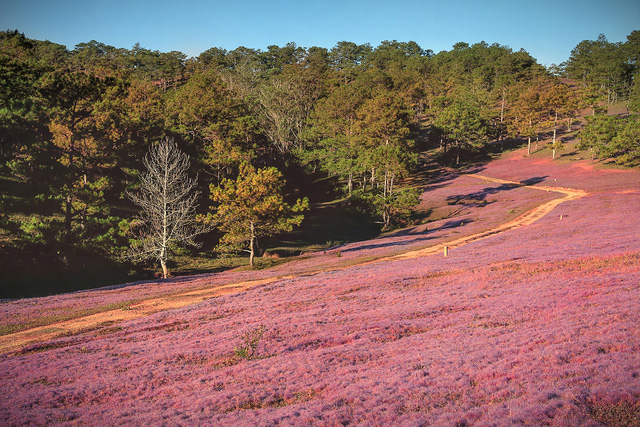 du lịch đà lạt, điểm đến, có một mùa cỏ hồng đẹp như tranh vẽ ở đà lạt bạn đã biết chưa?