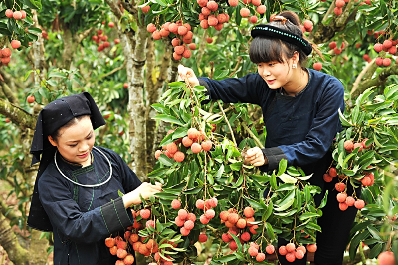 10  đặc sản nổi tiếng nhất ở bắc giang