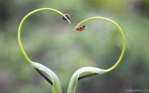 10 Món quà tặng ngày 20/10 cho bạn gái