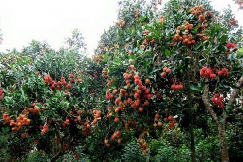 10 vườn trái cây nổi tiếng nhất tại cần thơ