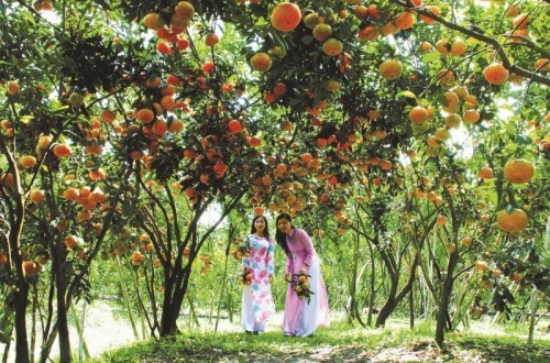 10 vườn trái cây nổi tiếng nhất tại cần thơ