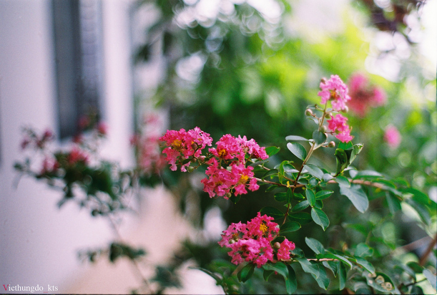 Tháng 8, rủ nhau đi chụp “Tường Vi” kẻo lỡ mùa hoa hồng nhan trần thế