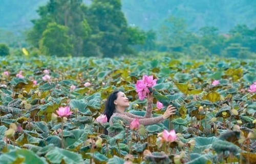 20 bài thơ hay về hoa sen