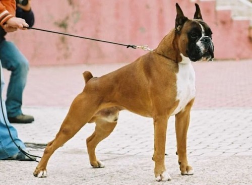 10 giống chó đẹp nhất thế giới bạn có thể chưa biết