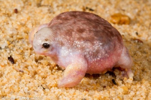 10 loài ếch kì lạ nhất trên thế giới