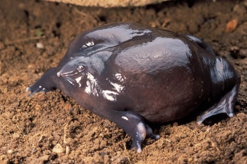 amazon,  10 loài ếch kì lạ nhất trên thế giới