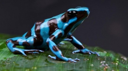 amazon,  10 loài ếch kì lạ nhất trên thế giới